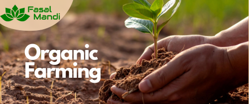Focus on Organic Farming