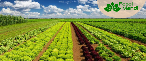 Alternative Crops