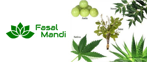 Medicinal Plant Farming