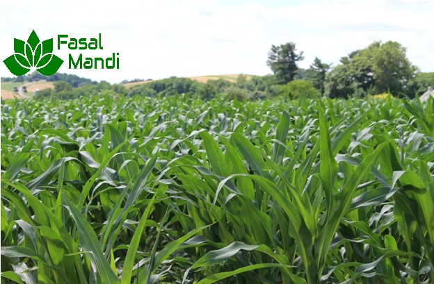 Organic Vs Conventional Farming