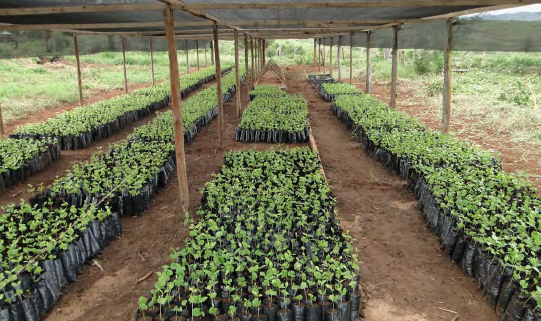 Plant Nursery