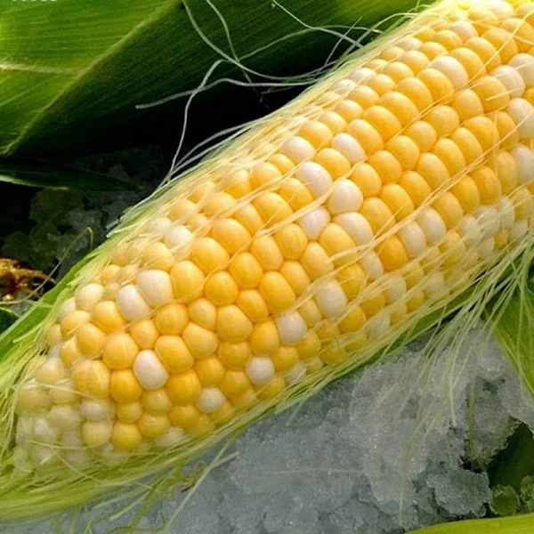 Corn ||Buy and Sell Agricultural Products and Machinery Online at ...